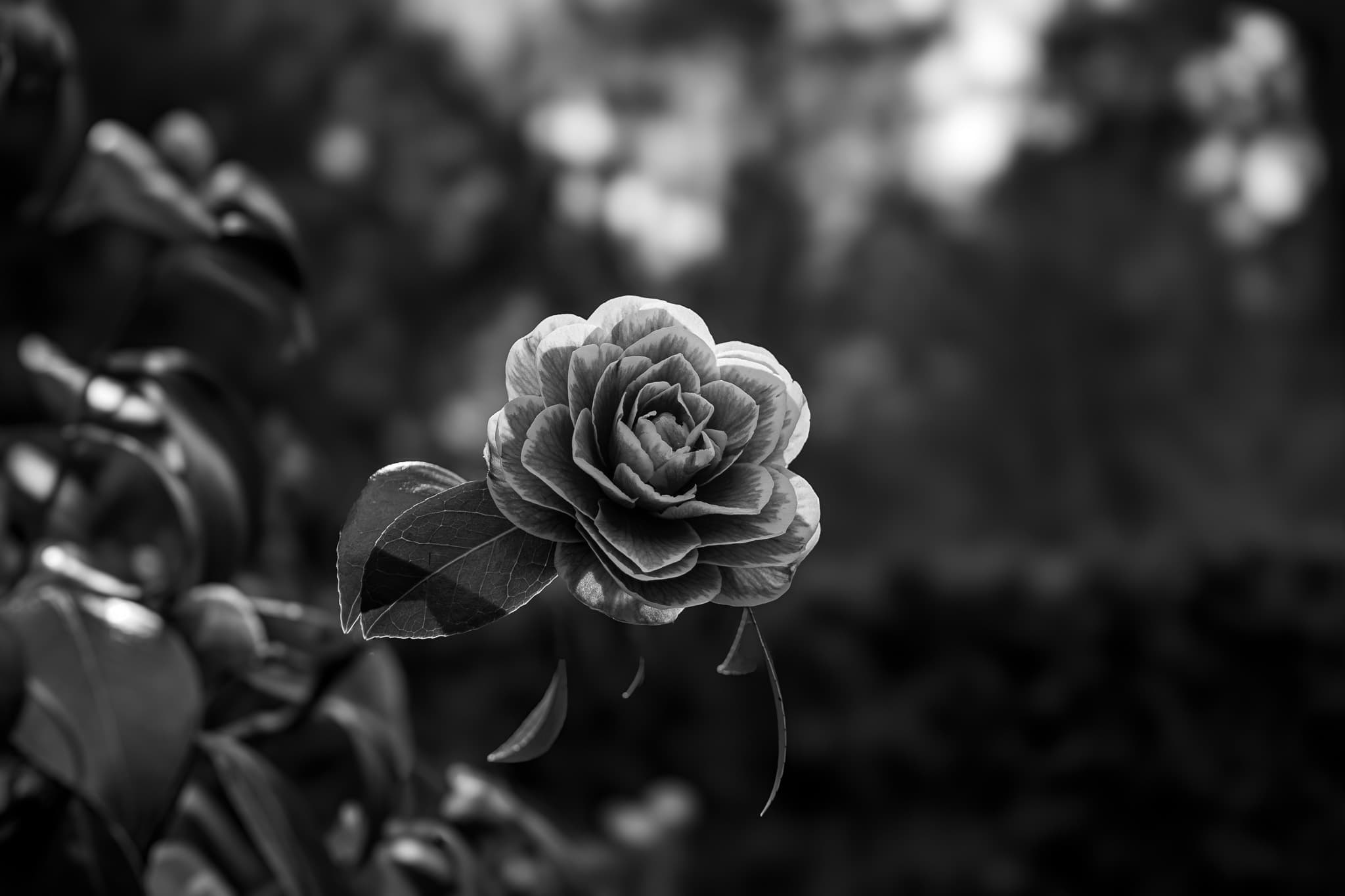 Black and white abstract photograph of a rose taken by Davin Chiupka